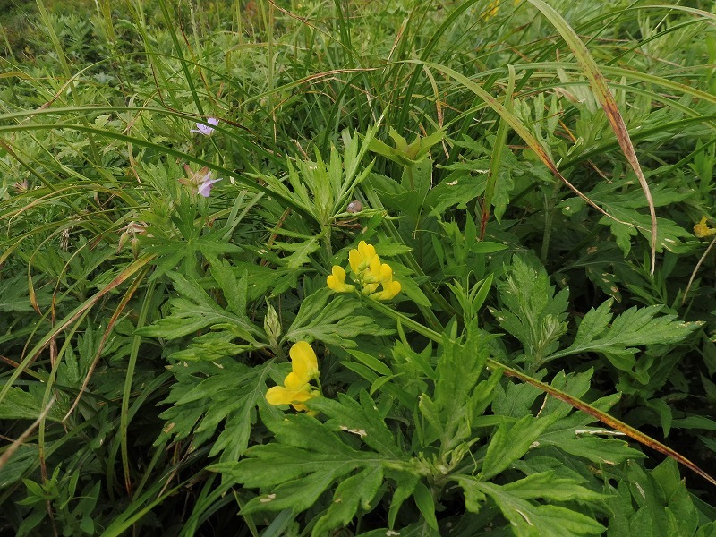 ヤマキチョウ、スジボソヤマキチョウ_b0286737_17540971.jpg