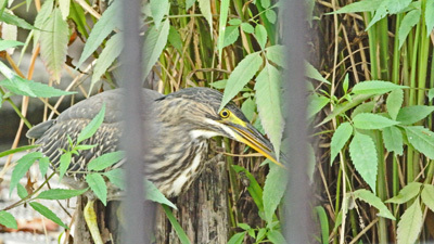 浮間公園のササゴイ Green-backed heron_f0206939_09085593.jpg