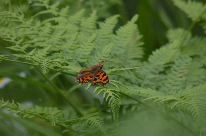 d0254540_17565592.jpg