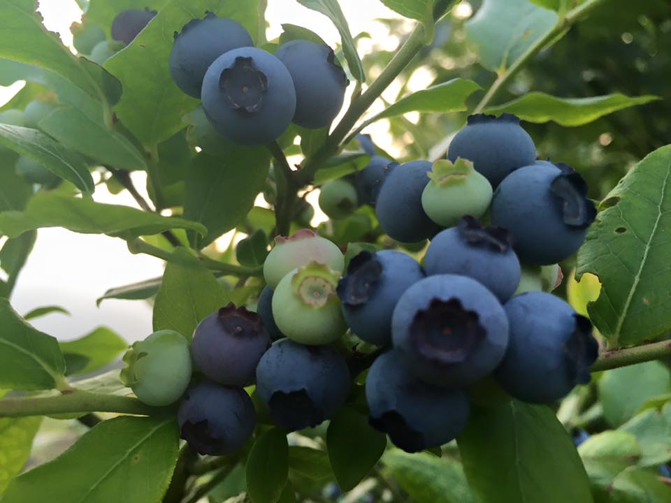 a0114743_94063.jpg