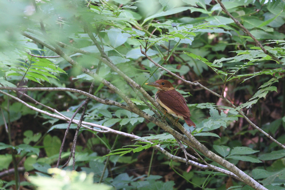 後ろ姿は アカショウビンの雛でした 鳥 撮り トリミング