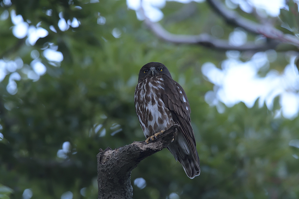 アオバズクの親子_c0042548_10584449.jpg