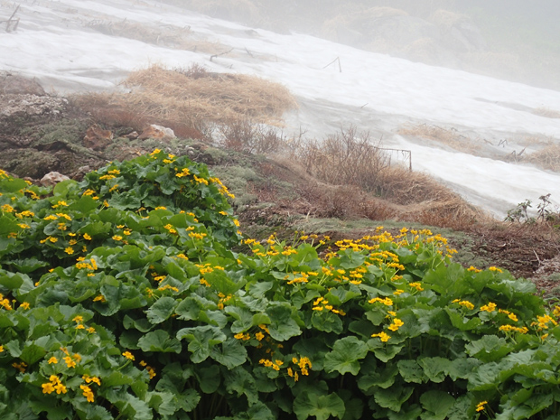 大雪山＊旭岳⑤＊_f0214649_1747839.jpg