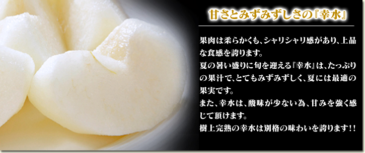 熊本梨　こだわりの樹上完熟梨『幸水』　大好評予約受付中！初回出荷は7月29日(金)！収穫直前の様子！_a0254656_18404730.jpg