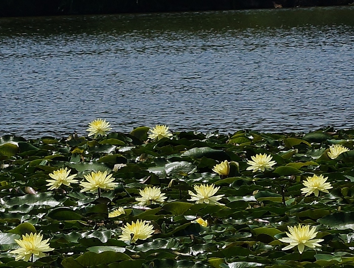 長居公園の睡蓮_b0063958_1322446.jpg