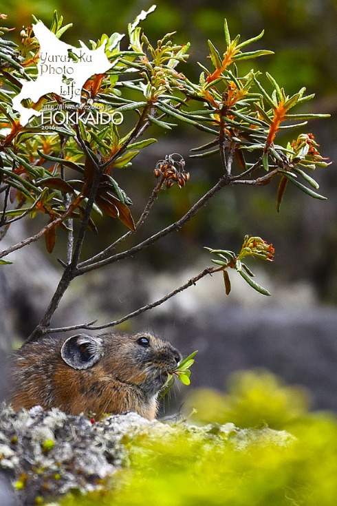 Japanese pika 2016_e0166059_20575423.jpg