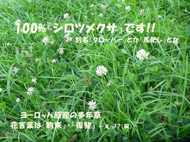 ★ボク的植物図鑑　シロツメクサ編★_e0176159_19162768.jpg