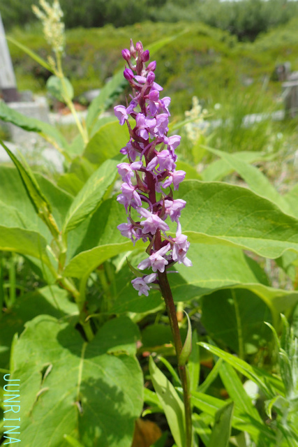 d0110562_22350793.jpg