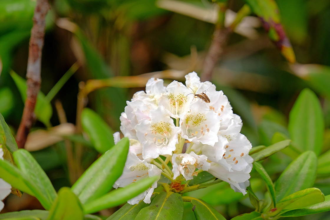 弥陀ヶ原（花）_e0096372_13591736.jpg