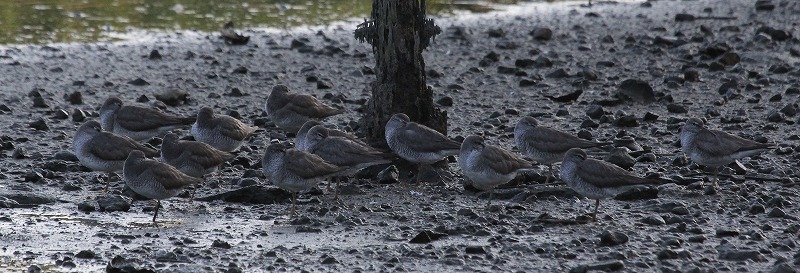 ★コムクドリの大群がきました！・・・週末の鳥類園（2016.7.23～24）_e0046474_13225689.jpg