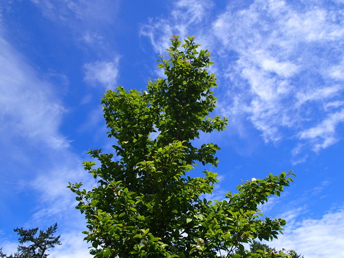 夏休み(その1)　三倉～芸北～大山_f0223480_22324260.jpg