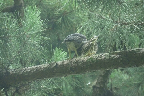 2016年7月25日撮影(ｻｻｺﾞｲ幼鳥)_e0357387_22312292.jpg