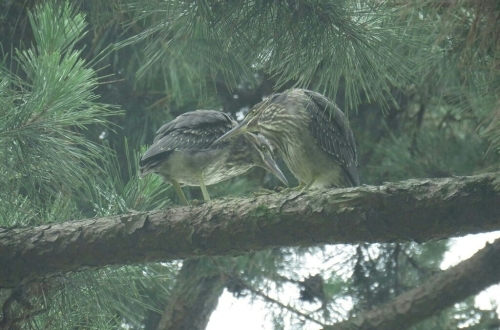 2016年7月25日撮影(ｻｻｺﾞｲ幼鳥)_e0357387_22322662.jpg