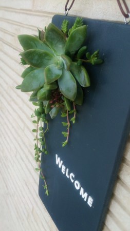 多肉植物のタブロー_a0185789_11340282.jpg