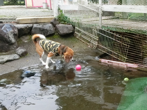 a0319693_8531867.jpg