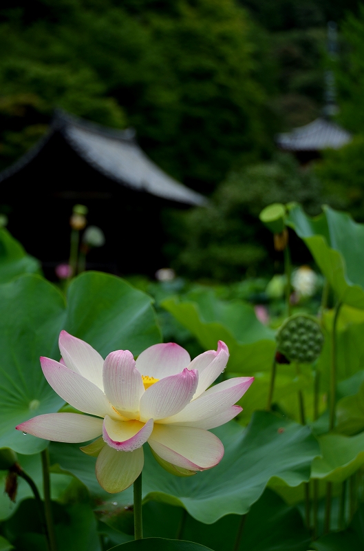 a0169902_865910.jpg