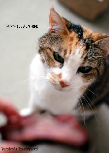 お父さんのBBQ、食べてみたいなぁ_b0253205_04431352.jpg