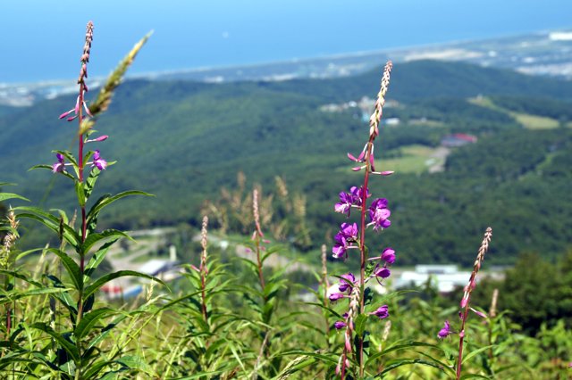 a0345007_72276.jpg