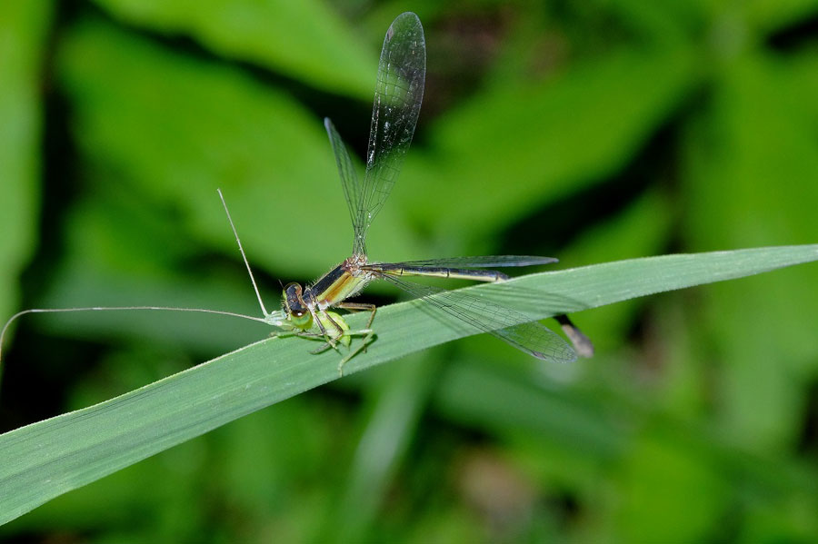 獲物はいったいどこに入ってしまったのでしょうか? 昆虫ブログ むし探検広場