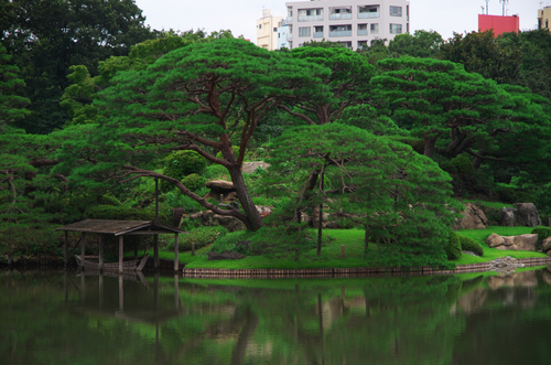 六義園（りくぎえん）の緑1_a0263109_18301259.jpg