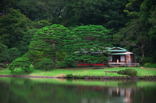 六義園（りくぎえん）の緑1_a0263109_1830272.jpg