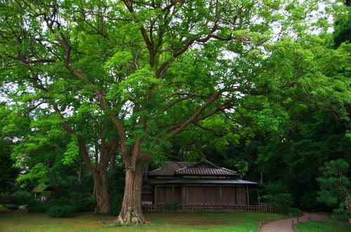 六義園（りくぎえん）の緑1_a0263109_183054.jpg