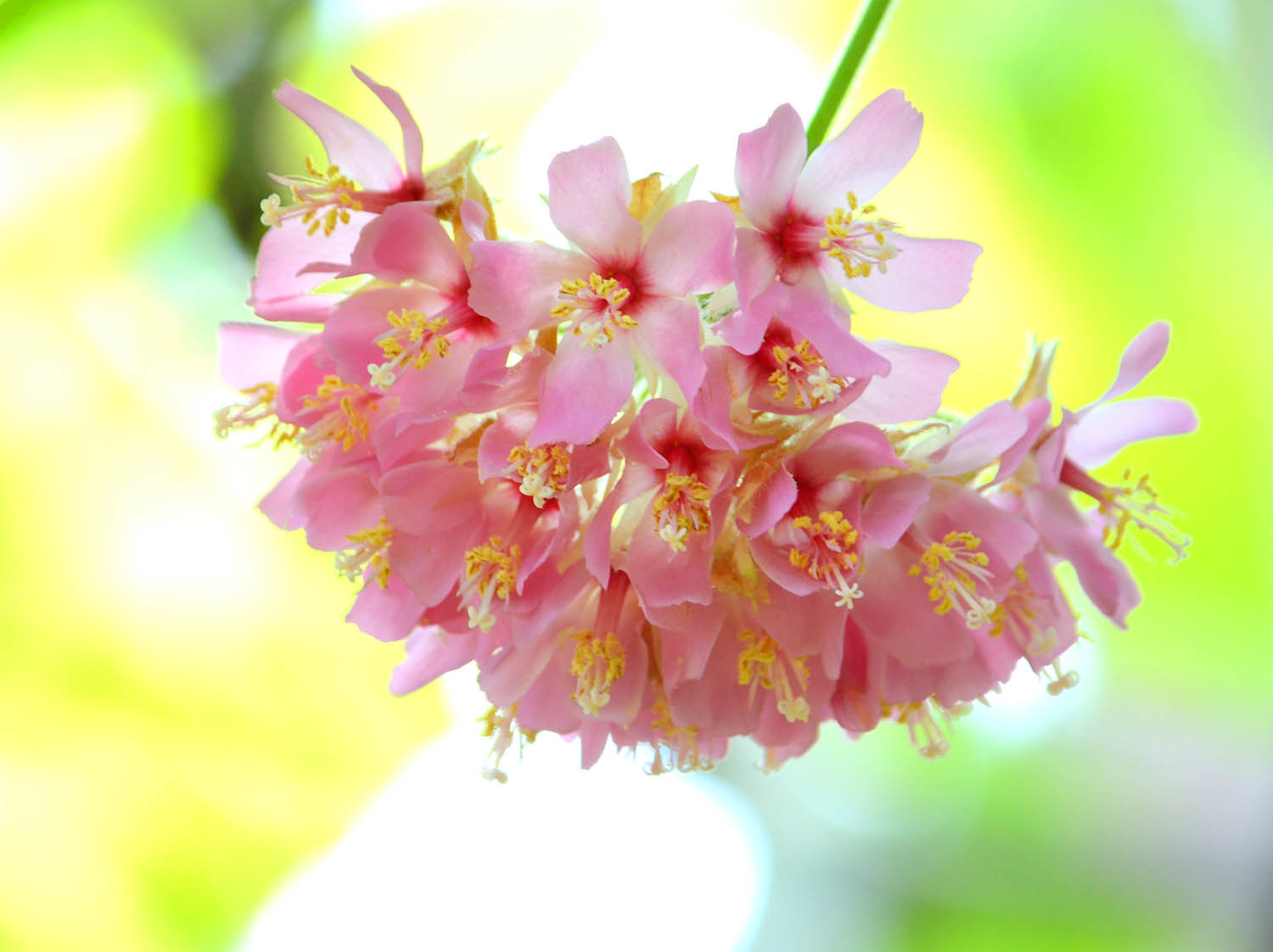 ぼんぼりみたいでかわいい熱帯の花 神秘的な熱帯の花々 ぼんぼりみたいでかわいい熱帯の花 神秘的な熱帯の花々