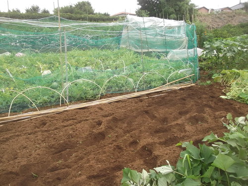 野菜畑..巡り(その1)_b0137932_15101724.jpg