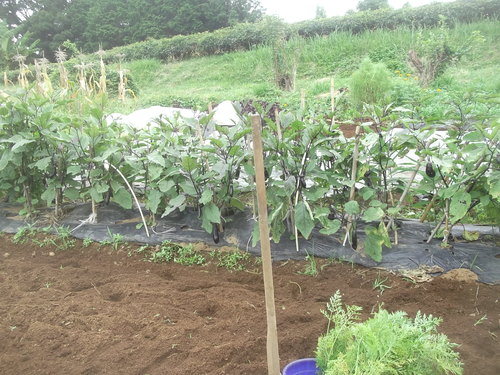 野菜畑..巡り(その1)_b0137932_15151432.jpg