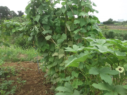 野菜畑..巡り(その2)_b0137932_15213111.jpg