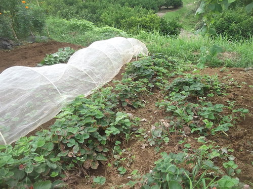 野菜畑..巡り(その2)_b0137932_15223811.jpg