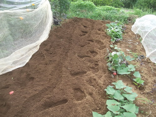 野菜畑..巡り(その2)_b0137932_15231859.jpg