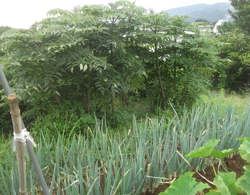 野菜畑..巡り(その1)_b0137932_1573999.jpg