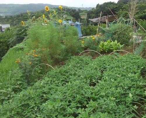 野菜畑..巡り(その1)_b0137932_158134.jpg