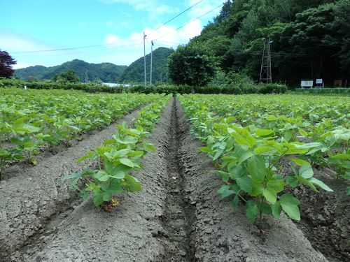 まめつぶ農園２０１６　Vol.１０じゃが芋を収穫_b0206037_08424302.jpg