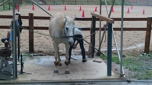 雨の装蹄日_e0145441_11130899.jpg