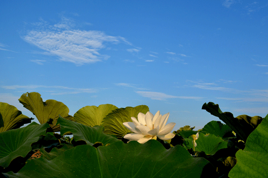 c0093046_825063.gif