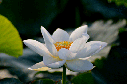 c0093046_8254143.gif