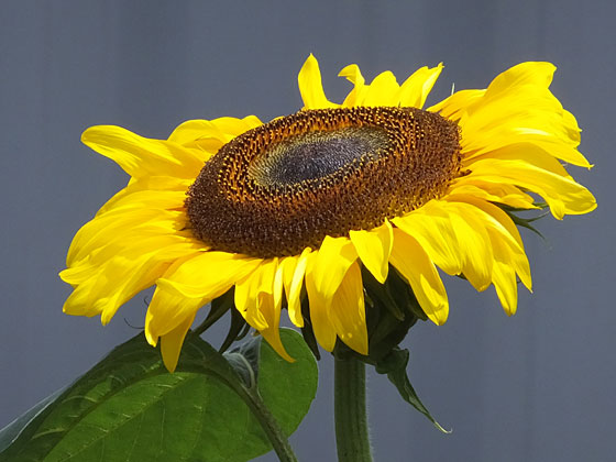 c0335348_17361020.jpg