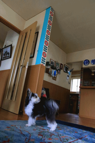 c0145250_09075967.gif