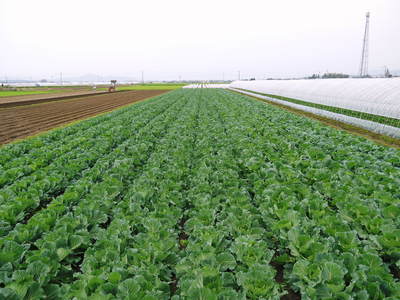 有機栽培キャベツ 無農薬、無化学肥料で育てるための夏の畑作りの話_a0254656_17175260.jpg