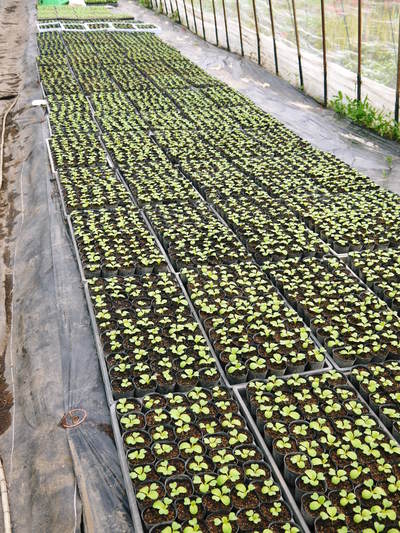 有機栽培キャベツ 無農薬、無化学肥料で育てるための夏の畑作りの話_a0254656_17411540.jpg