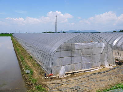 有機栽培キャベツ 無農薬、無化学肥料で育てるための夏の畑作りの話_a0254656_18345978.jpg