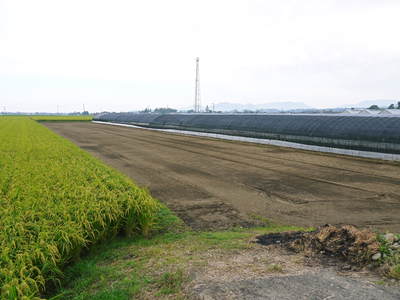 有機栽培キャベツ 無農薬、無化学肥料で育てるための夏の畑作りの話_a0254656_18393217.jpg