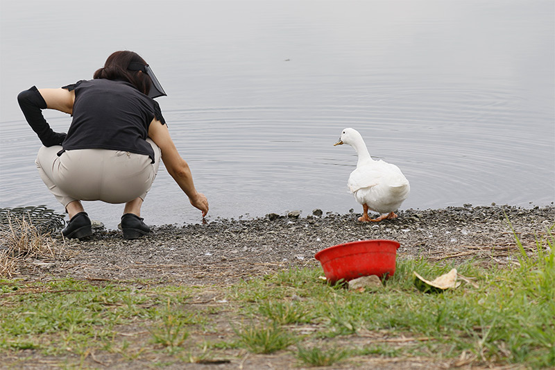 沼で出会ったアヒル・・・_f0368272_1850338.jpg