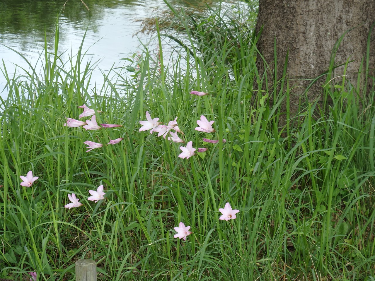 『木曽川水園夏景色・・・・・』_d0054276_20201077.jpg