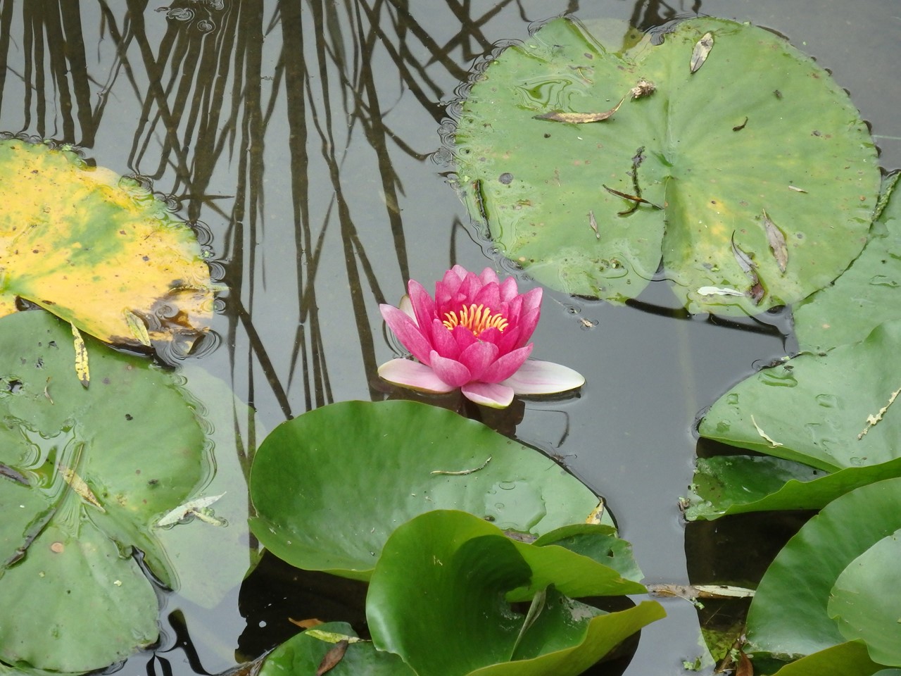 『木曽川水園夏景色・・・・・』_d0054276_20232396.jpg