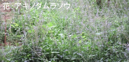 f0053885_4363485.jpg