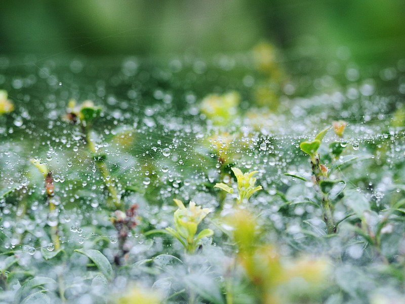 雨上がりの雫たち　２_f0364086_10375817.jpg