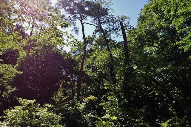 北の街の公園へ(その4) _f0310988_1414339.jpg